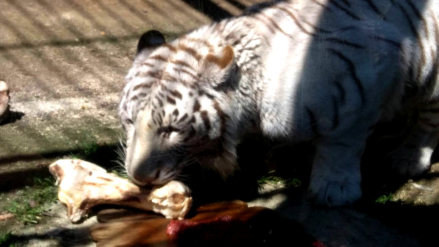 【スタッフブログ】東武動物公園