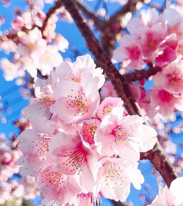 【スタッフブログ】お花見とイチゴ狩り