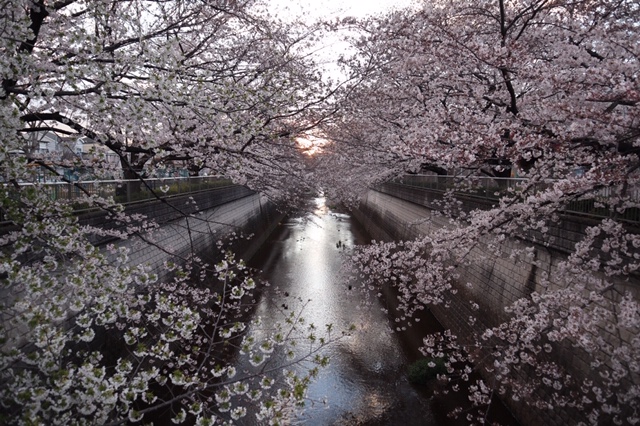 【スタッフブログ】春はやっぱりお花見！