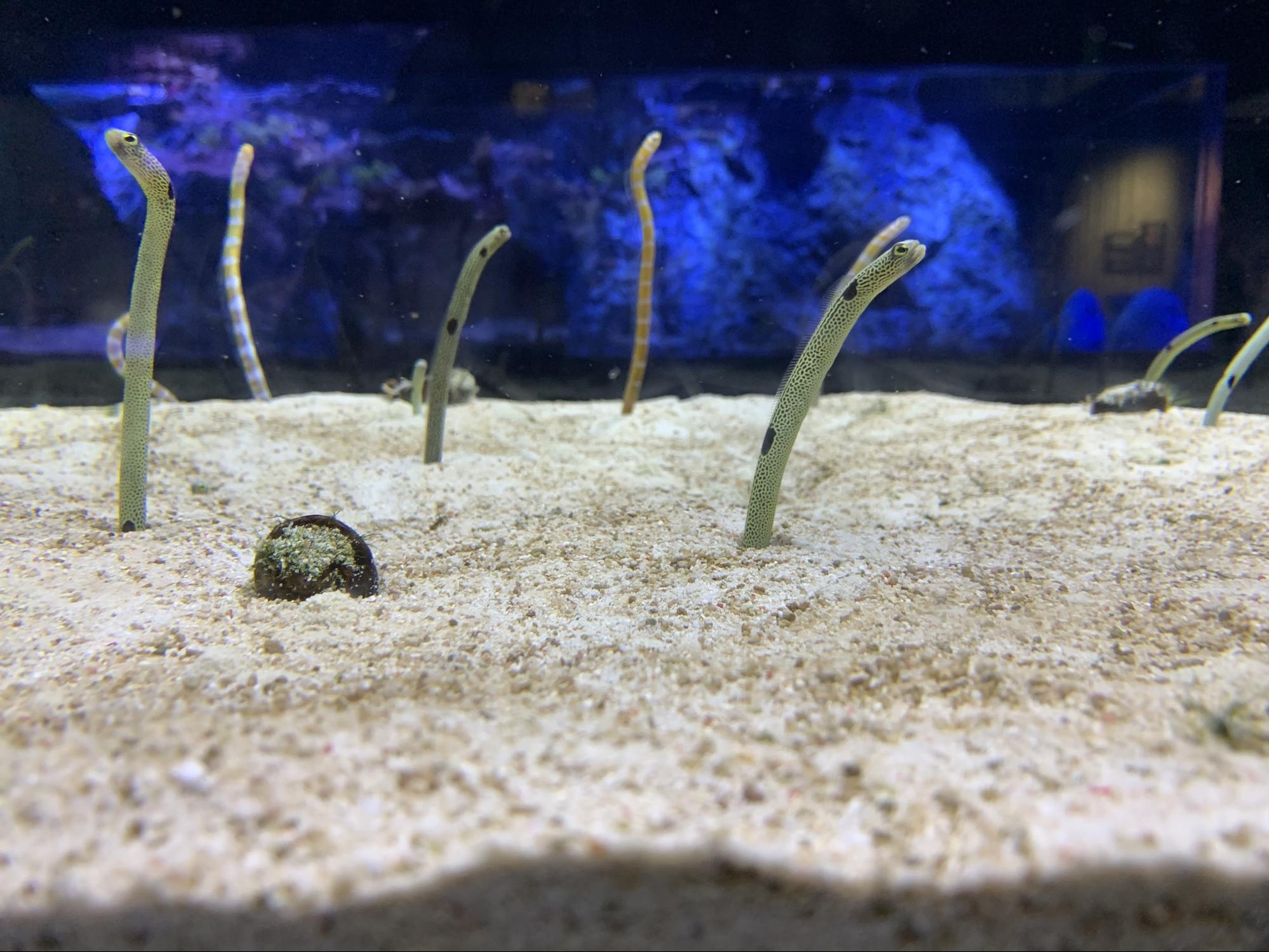 【スタッフブログ】すみだ水族館（スカイツリー）に行ってきたよ★